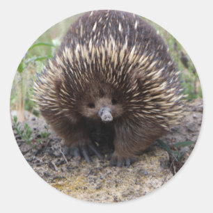 Pegatina Redonda Cute Echidna de Australia