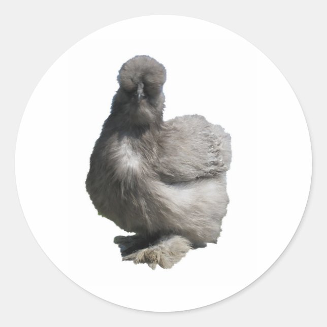 Pegatina Redonda Cute Fluffy Blue Silkie Chicken (Anverso)