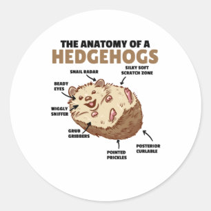 Pegatina Redonda Cute Hedgehog Explicación Anatomía De Un Hedgeogs