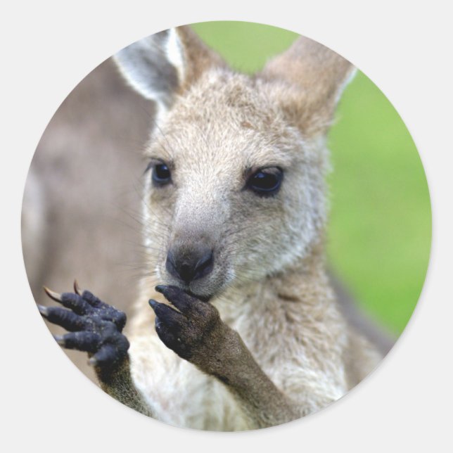 Pegatina Redonda Cute joey kangaroo (Anverso)