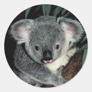 Pegatina Redonda Cute Koala Bear