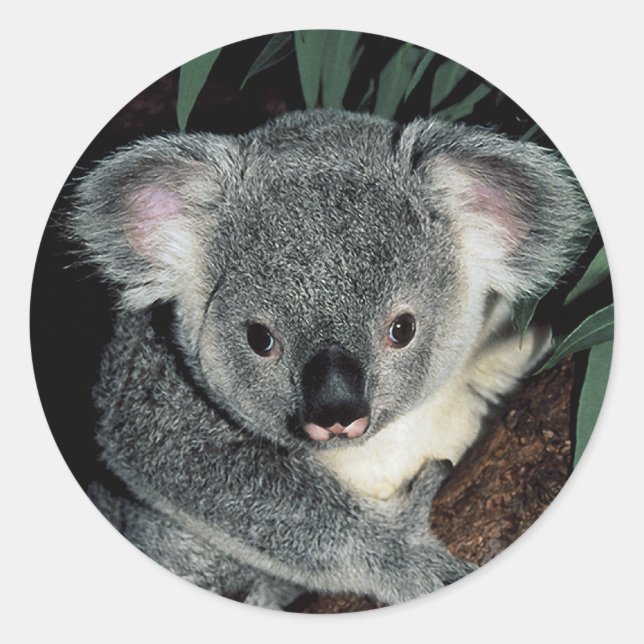 Pegatina Redonda Cute Koala Bear (Anverso)