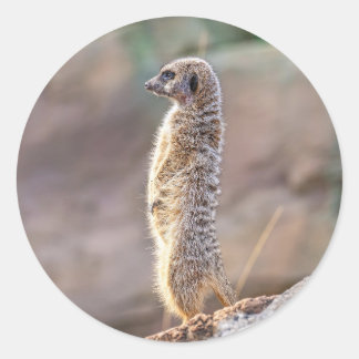 Pegatina Redonda Cute Little Meercat Animal Nature Wildlife