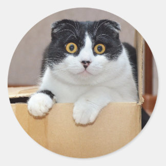 Pegatina Redonda Cute Little Tuxedo Cat Pet Animal Kitty