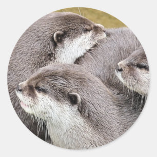 PEGATINA REDONDA CUTE OTTERS