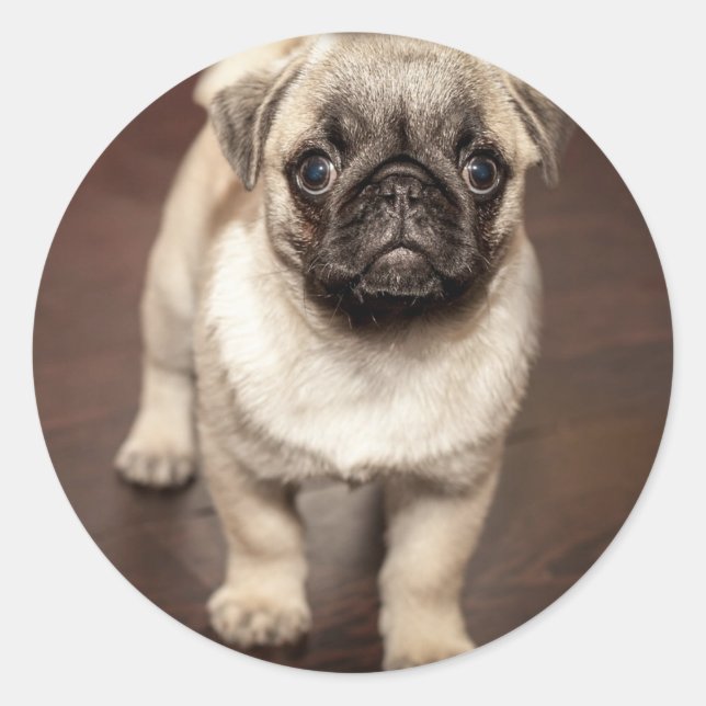 Pegatina Redonda Cute Pug Puppy Photo (Anverso)