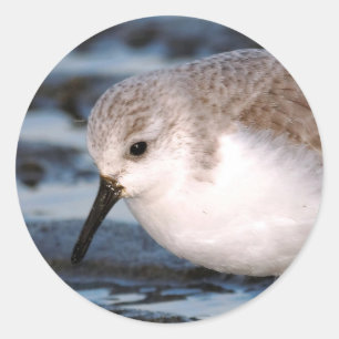 Pegatina Redonda Cute Sanderling Sandpiper Wanders Winter Shores