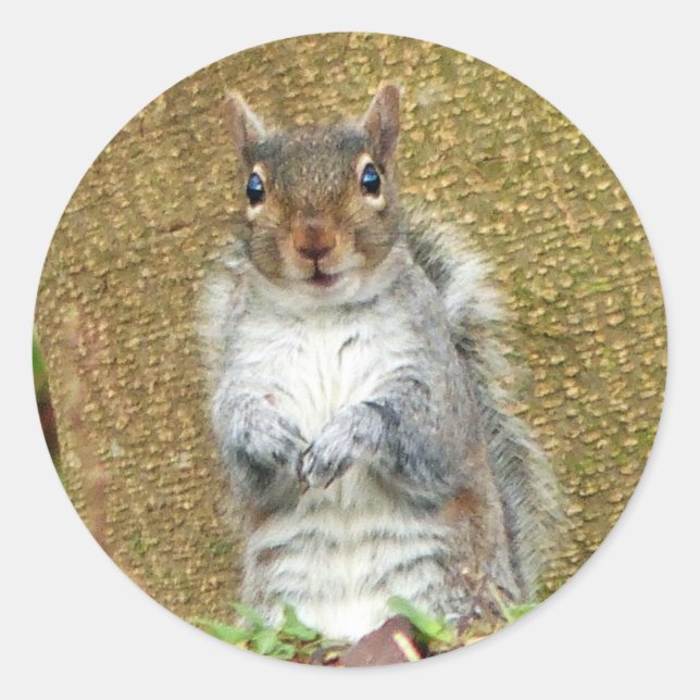 Pegatina Redonda Cute Squirrel (Anverso)