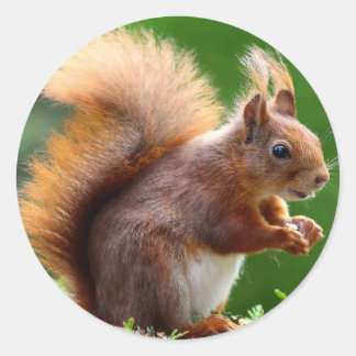 Pegatina Redonda Cute Squirrel Picture