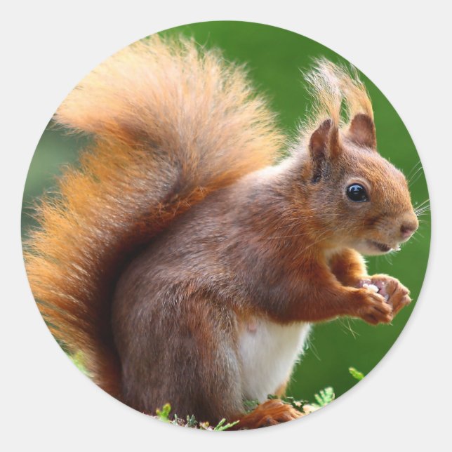 Pegatina Redonda Cute Squirrel Picture (Anverso)