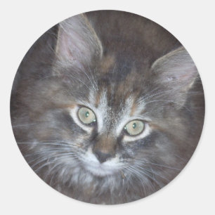 Pegatina Redonda Cute Torbie Kitten