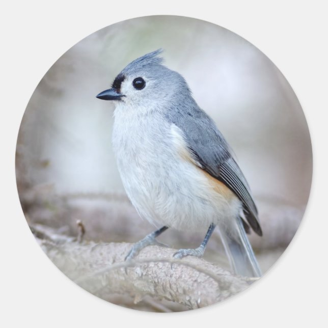 Pegatina Redonda Cute Tufted Titmouse (Anverso)