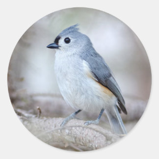 Pegatina Redonda Cute Tufted Titmouse