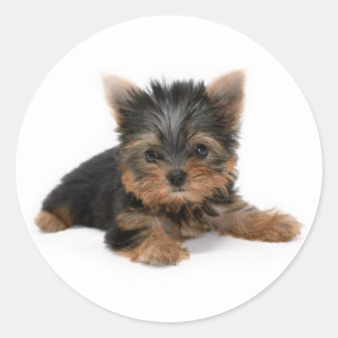 Pegatina Redonda Cute Yorkshire Terrier Puppy