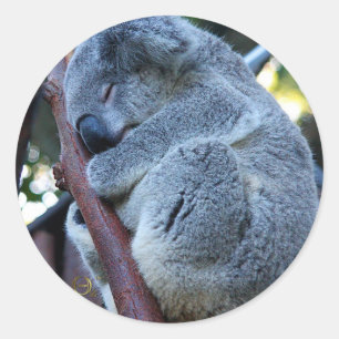 Pegatina Redonda Cutie Pie Koala