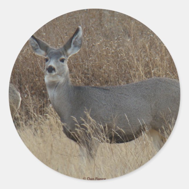 Pegatina Redonda D14 Mule Deer Doe (Anverso)