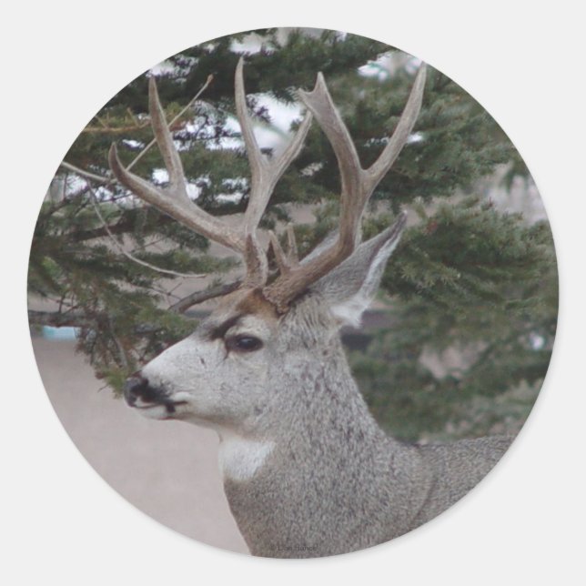 Pegatina Redonda D25 Mule Deer Buck Head Shot (Anverso)