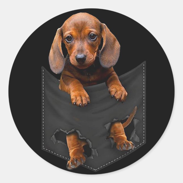 Pegatina Redonda Dachshund En Mi Bolsillo Dachshund Weiner Dog (Anverso)