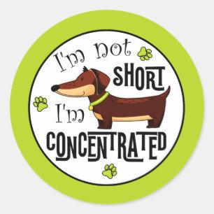 Pegatina Redonda Dachshund No Soy Bajo Estoy Concentrado