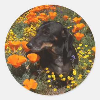 Pegatina Redonda Dachshund Puppy con flores silvestres
