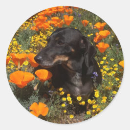 Pegatina Redonda Dachshund Puppy con flores silvestres
