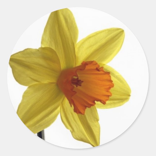 Pegatina Redonda daffodil (Anverso)