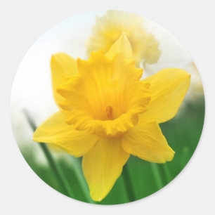 Pegatina Redonda Daffodil de primavera