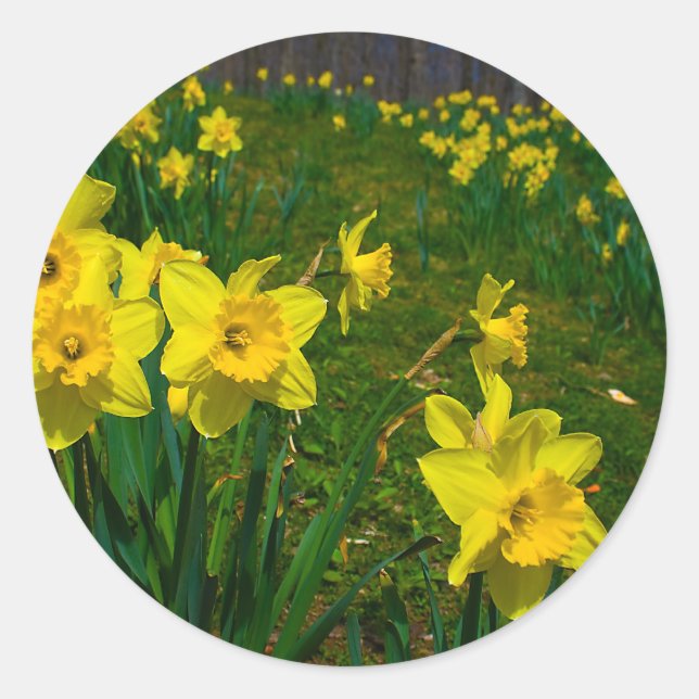 Pegatina Redonda Daffodil Delight (Anverso)