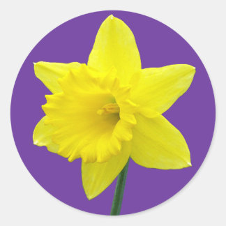 Pegatina Redonda Daffodil galés - II