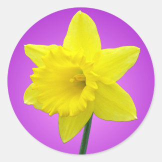 Pegatina Redonda Daffodil galés - III