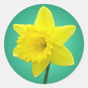 Pegatina Redonda Daffodil galés - IV