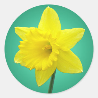 Pegatina Redonda Daffodil galés - IV