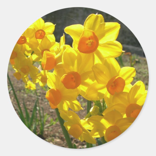 Pegatina Redonda Daffodils amarillos (Anverso)