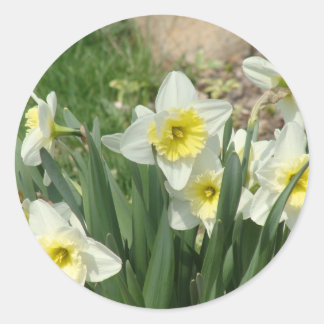 Pegatina Redonda Daffodils blancos