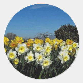 Pegatina Redonda daffodils en primavera