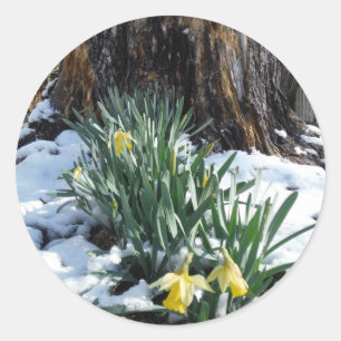 Pegatina Redonda Dafpies amarillos en la nieve