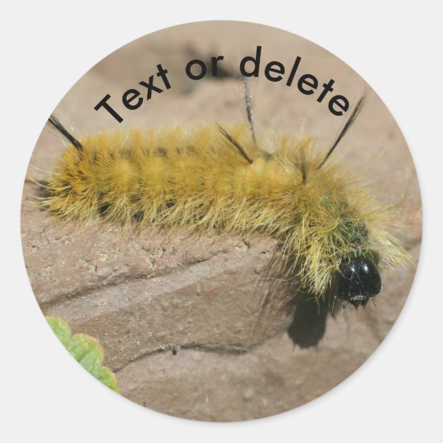Pegatina Redonda Dagger Moth Caterpillar Nature Personalized (Anverso)