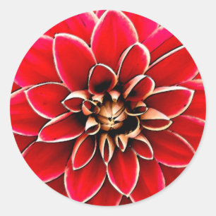 Pegatina Redonda Dahlia roja, arte digital