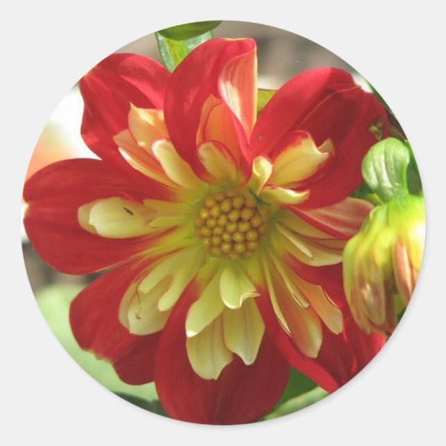 Pegatina Redonda Dahlia Scarlet (Anverso)