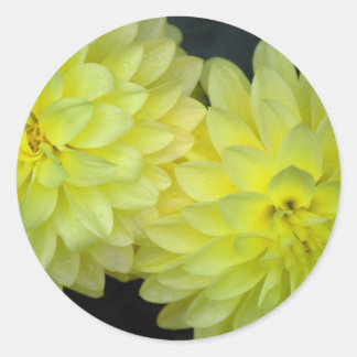 Pegatina Redonda Dahlias amarillas