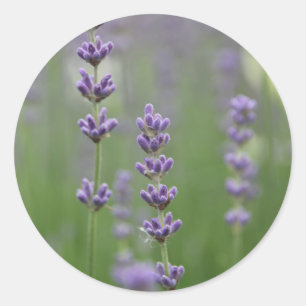 Pegatina Redonda Dainty Lavender