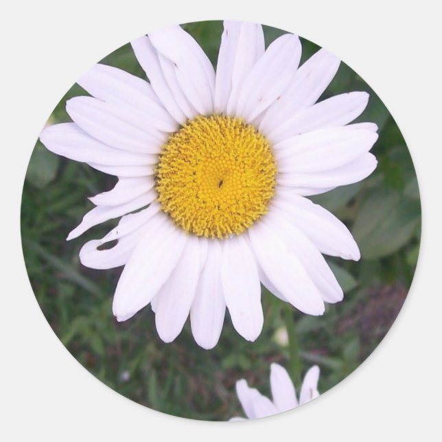 Pegatina Redonda Daisies (Anverso)