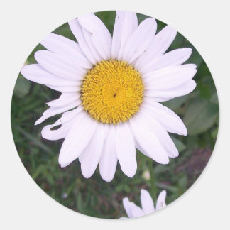 Pegatina Redonda Daisies