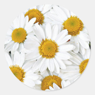 Pegatina Redonda Daisies