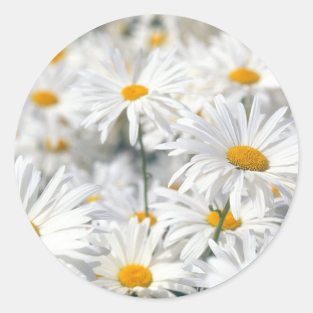 Pegatina Redonda Daisy (Anverso)