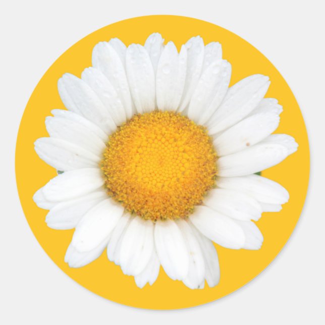 Pegatina Redonda Daisy (Anverso)