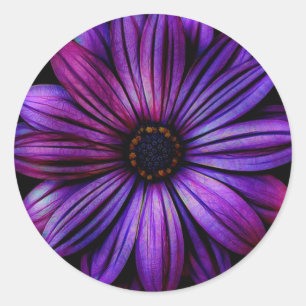 Pegatina Redonda Daisy