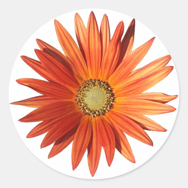 Pegatina Redonda Daisy africano (Anverso)