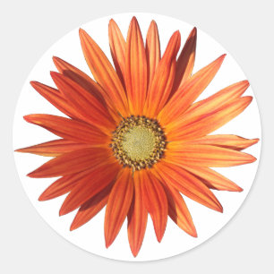 Pegatina Redonda Daisy africano