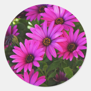 Pegatina Redonda Daisy africano púrpura